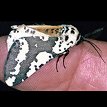 Rhodophthitus commaculata
